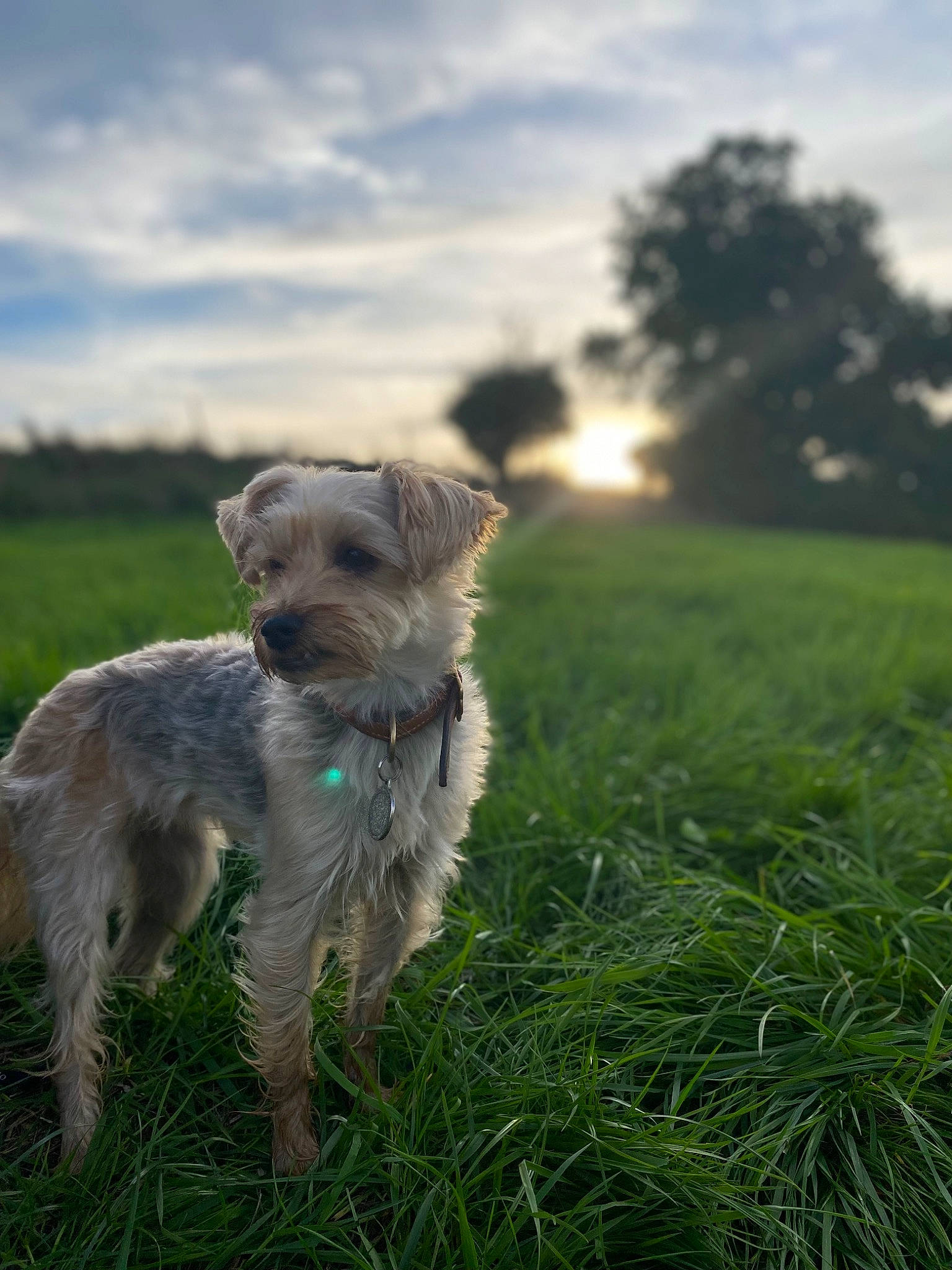 Bulle a rejoint le concours — aidez-le/la à gagner de superbes lots ! canidae, carnivore, cloud, companion_dog, dog, dog_breed, dog_supply, fawn, grass, grassland, landscape, pasture, plant, sky, small_terrier, sporting_group, tail, terrier, tree, working_terrier