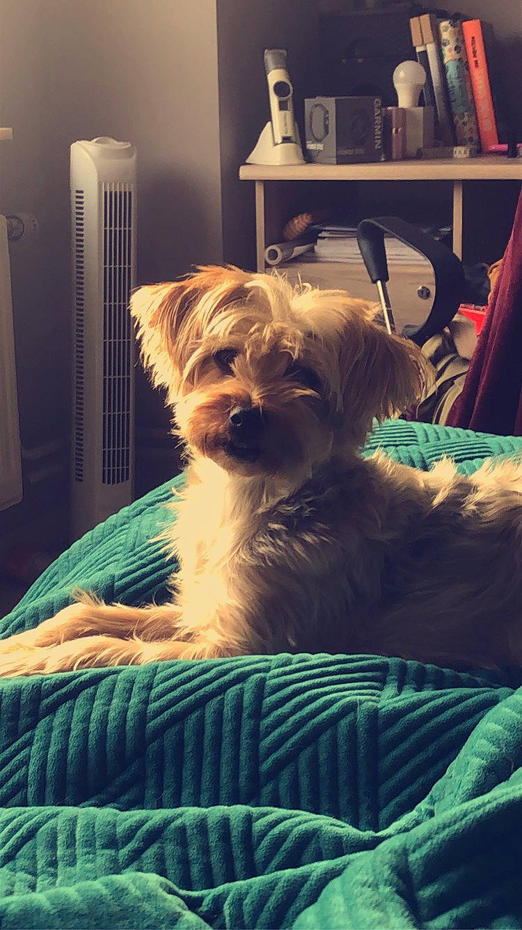 Bulle a rejoint le concours — aidez-le/la à gagner de superbes lots ! canidae, carnivore, chair, comfort, companion_dog, dog, dog_breed, dog_supply, fawn, fur, liver, picture_frame, room, shelf, sitting, small_terrier, snout, sporting_group, terrier, toy_dog