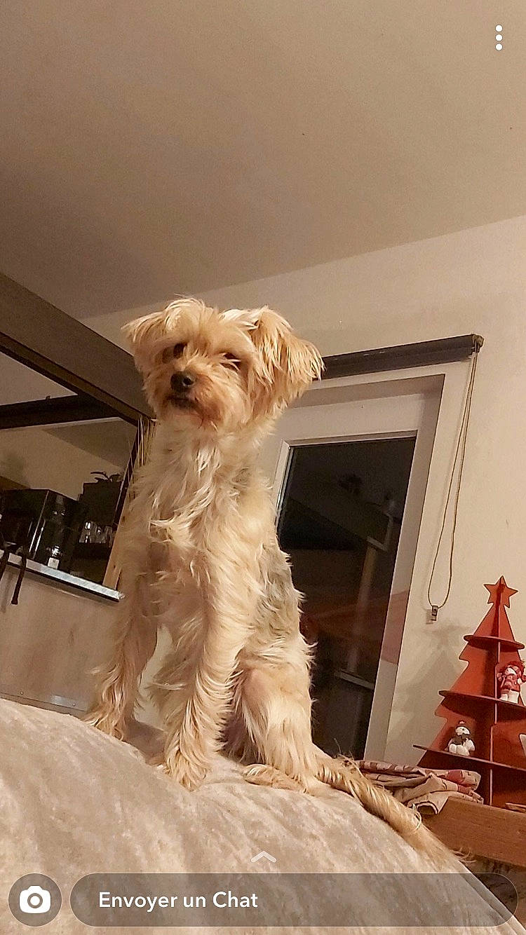 Bulle a rejoint le concours — aidez-le/la à gagner de superbes lots ! canidae, carnivore, companion_dog, cone, dog, dog_breed, flooring, fur, hardwood, liver, maltepoo, non_sporting_group, small_terrier, sporting_group, terrier, toy_dog, wood, working_animal