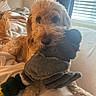 Witten joined the competition — help win amazing prizes! animal, bed, blanket, canine, comfort, cozy, cute, dog, fur, indoor, light, mammal, nose, paw, pet, plush_toy, relaxing, soft, toy, window