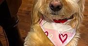 Witten is registered to the contest to win money with this photo: animal, bandana, brown_floor, canine, cute, dog, domestic_animal, ears, fluffy, friendly, front_paws, fur, house, indoor, looking_up, pet, portrait, snout, table, whiskers