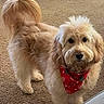 adorable, animal, bandana, carpet, companion, cute, dog, domestic_animal, ears, face, fluffy, friendly, fur, indoor, light_brown, looking_at_camera, mammal, pet, standing, tail