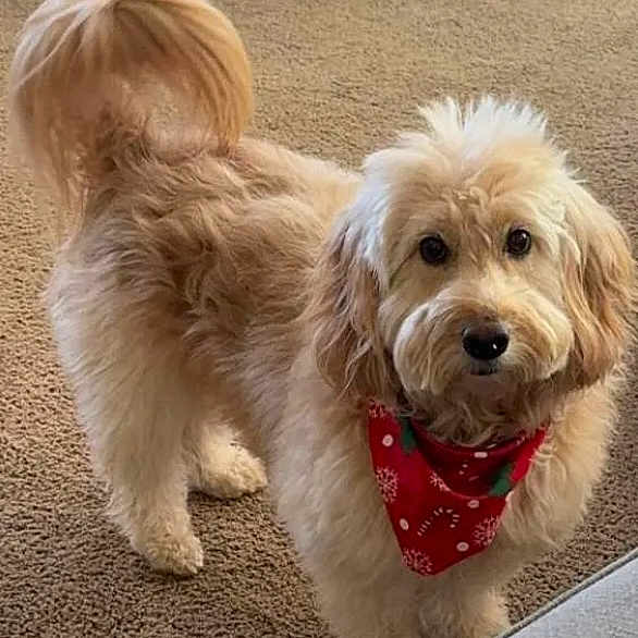 Witten joined the competition — help win amazing prizes! adorable, animal, bandana, carpet, companion, cute, dog, domestic_animal, ears, face, fluffy, friendly, fur, indoor, light_brown, looking_at_camera, mammal, pet, standing, tail