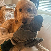 Witten is registered to the contest to win money with this photo: animal, bed, blanket, brown, cozy, curly_fur, cute, dog, fur, indoor, laying_down, light, nose, paw, pet, plush_toy, relaxed, soft, toy, window