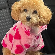 Coco joined the competition — help win amazing prizes! dog, poodle, apricot, curly_fur, pink_jacket, red_spots, pet_clothing, car_seat, quilted_pattern, pet, animal, cute, furry, small_dog, indoors, seat, zipper, fur, pet_portrait, companion