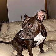 Lexa participe au concours pour gagner de l'argent avec cette photo : dog, brown_dog, white_patches, leather_couch, indoor, pet, alert, ears_up, orange_eyes, sitting, furniture, wall, clock, domestic_animal, companion, canine, household, animal, portrait, couch