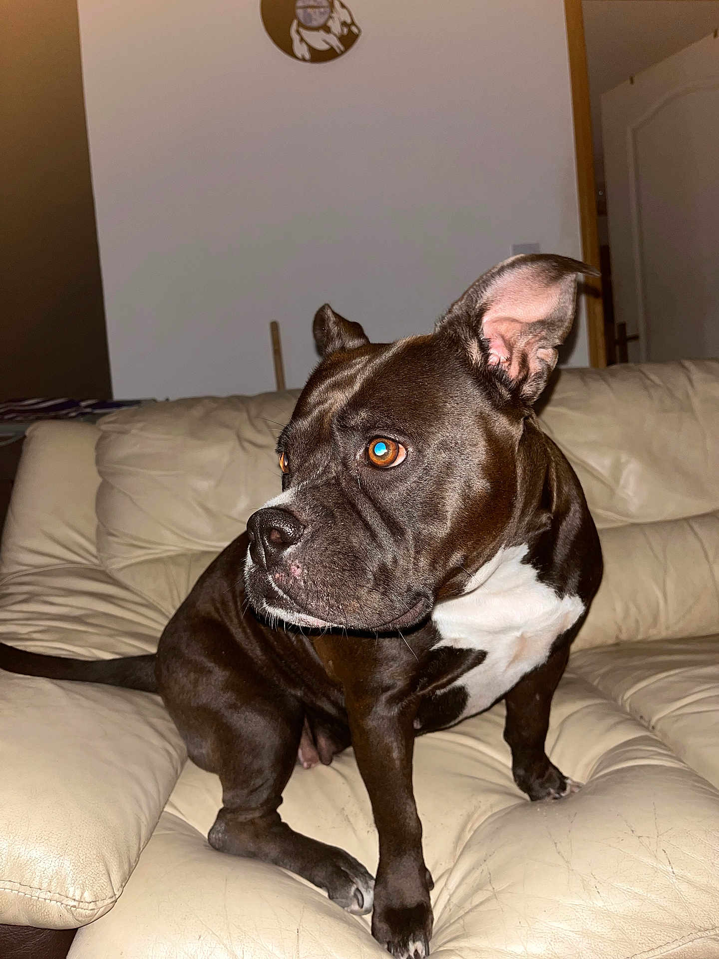 Lexa participe au concours pour gagner de l'argent avec cette photo : dog, brown_dog, white_patches, leather_couch, indoor, pet, alert, ears_up, orange_eyes, sitting, furniture, wall, clock, domestic_animal, companion, canine, household, animal, portrait, couch