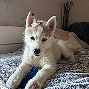 Baïka a rejoint le concours — aidez-le/la à gagner de superbes lots ! puppy, dog, husky, blue_eyes, heterochromia, blanket, bed, toy, indoor, cozy, paw, fur, pet, animal, resting, cute, texture, homedecor, gloves, relaxed