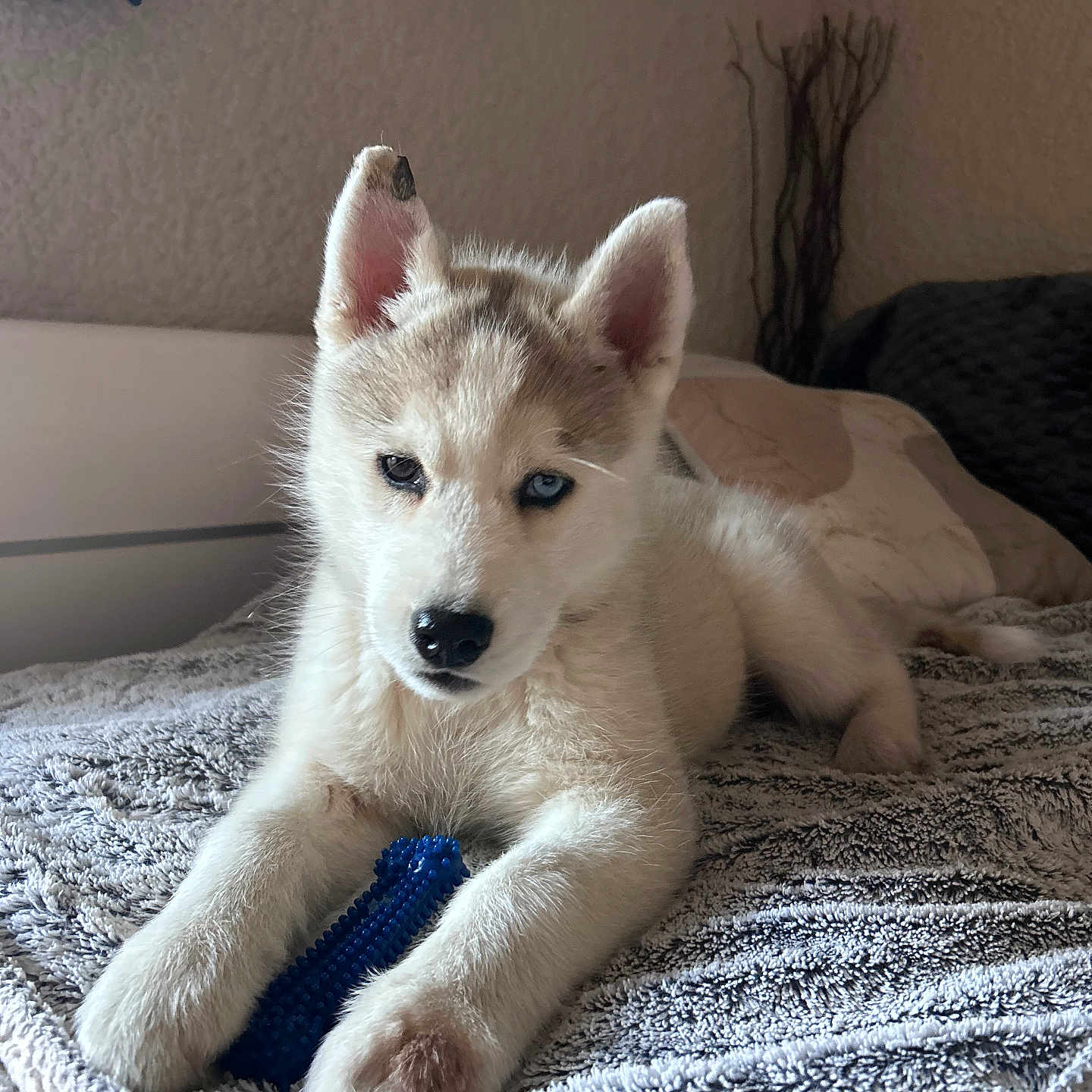 Baïka a rejoint le concours — aidez-le/la à gagner de superbes lots ! puppy, dog, husky, blue_eyes, heterochromia, blanket, bed, toy, indoor, cozy, paw, fur, pet, animal, resting, cute, texture, homedecor, gloves, relaxed
