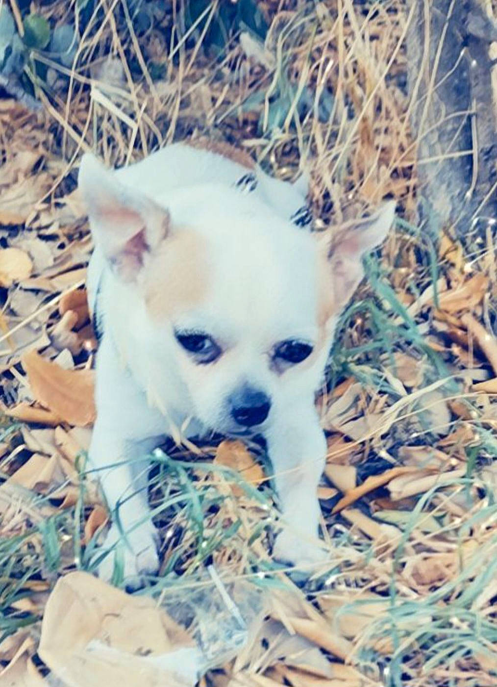 Biscuit participe au concours pour gagner de l'argent avec cette photo : canidae, carnivore, companion_dog, dog, dog_breed, ear, eye, fawn, fur, grass, plant, snout, soil, sporting_group, terrestrial_animal, tints_and_shades, toy_dog, twig, whiskers, working_animal