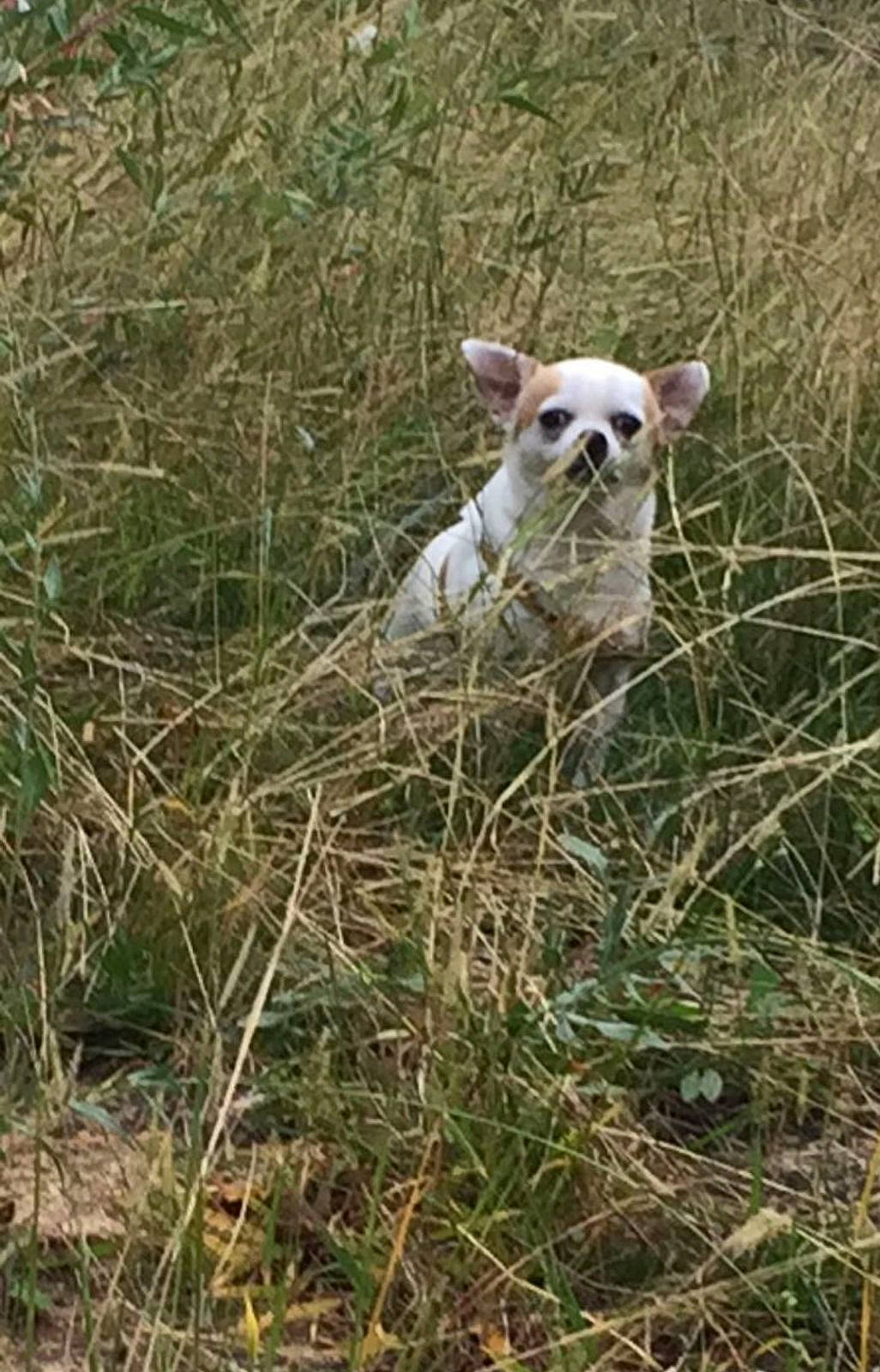Biscuit a rejoint le concours — aidez-le/la à gagner de superbes lots ! carnivore, companion_dog, dog_breed, fawn, field, goats, grass, grass_family, grassland, landscape, livestock, pasture, plant, prairie, sheep, soil, sporting_group, tail, terrestrial_animal, working_animal