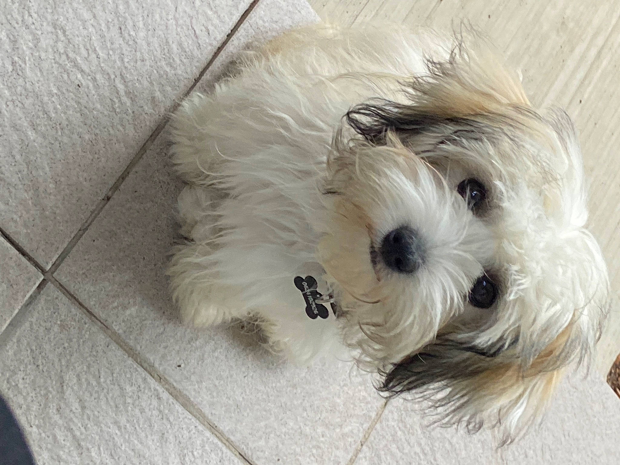 Perle participe au concours pour gagner de l'argent avec cette photo : biewer_terrier, canidae, carnivore, companion_dog, dog, dog_breed, dog_collar, dog_supply, flooring, fur, mal_shi, non_sporting_group, puppy, small_terrier, sporting_group, terrier, toy_dog, working_animal, yorkipoo, yorkshire_terrier