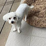 Perle participe au concours pour gagner de l'argent avec cette photo : animal, companion, cozy, curious, cute, dog, domestic, ears, flooring, fur, groomed, indoor, looking_up, pet, pet_bed, small_dog, tail, tile_floor, white_dog, wood_floor