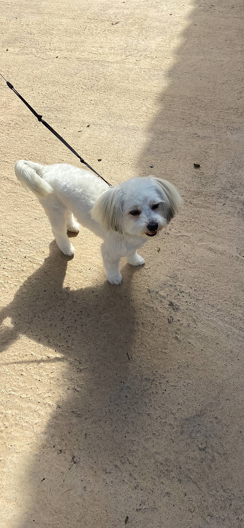 Perle a rejoint le concours — aidez-le/la à gagner de superbes lots ! asphalt, canidae, carnivore, collar, companion_dog, dog, dog_breed, dog_collar, dog_supply, fashion_accessory, leash, pet_supply, road_surface, small_terrier, snout, sporting_group, tail, terrier, toy_dog, working_animal