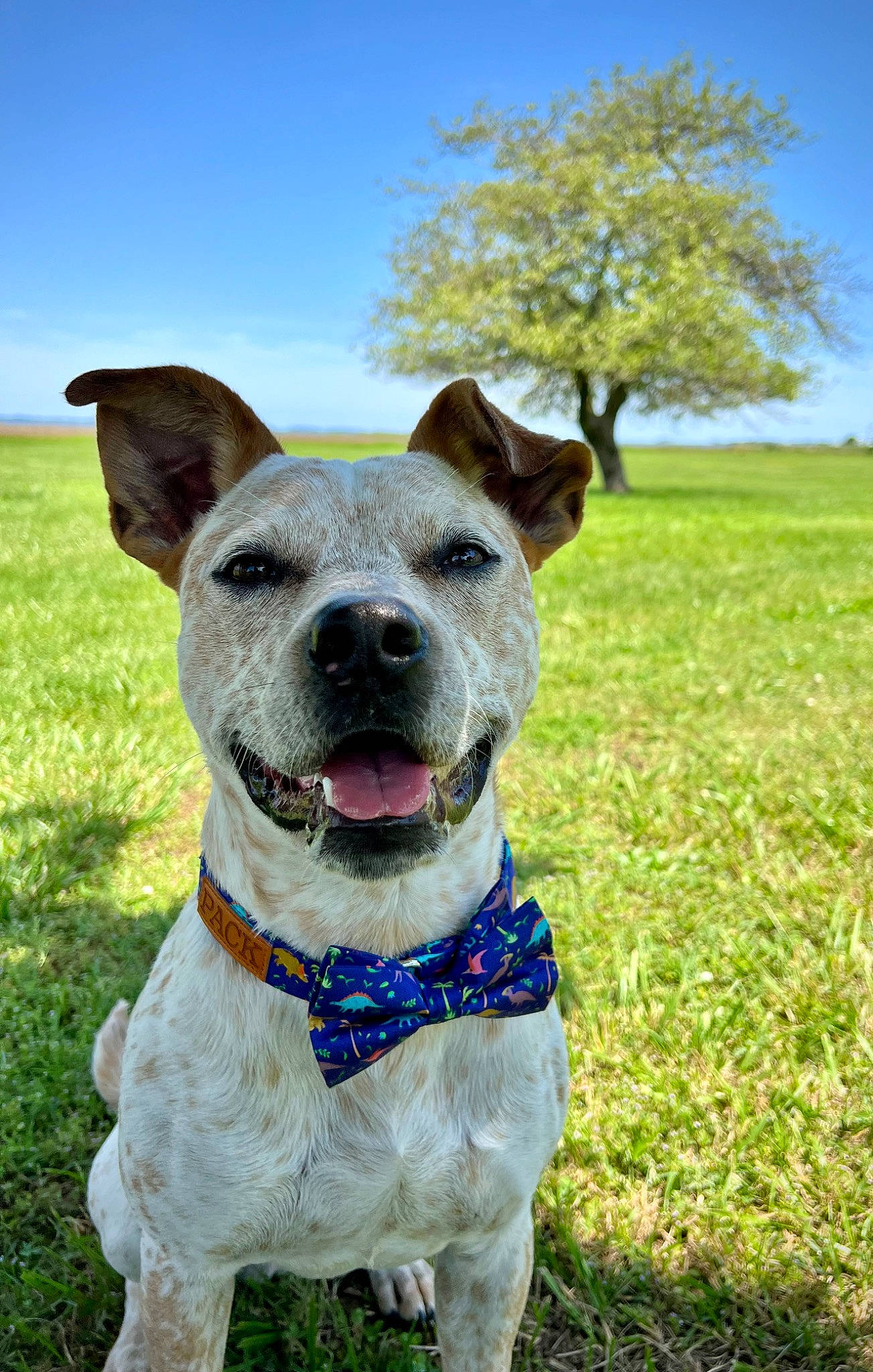 Clifford is registered to the contest to win money with this photo: art, canidae, carnivore, collar, companion_dog, dog, dog_breed, dog_collar, dog_supply, fashion_accessory, fawn, grass, grassland, pet_supply, plant, sky, snout, sporting_group, tree, working_animal