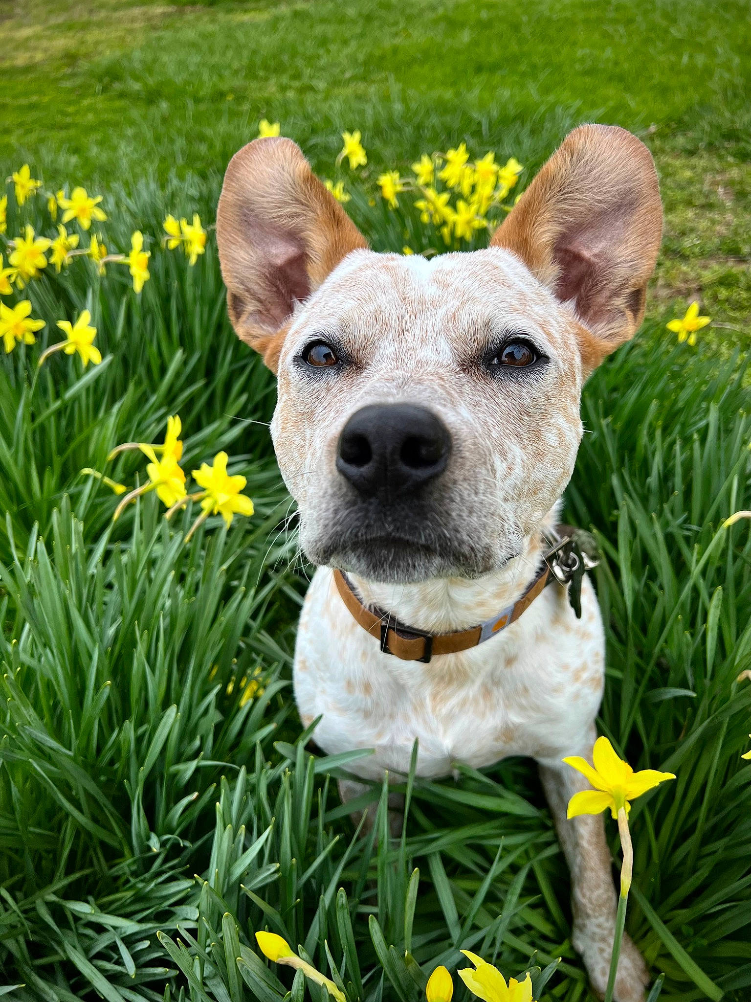 Clifford joined the competition — help win amazing prizes! bicycle, canidae, carnivore, collar, companion_dog, dog, dog_breed, dog_collar, fawn, flower, garden, grass, grassland, groundcover, lawn_ornament, plant, snout, sporting_group, whiskers, working_animal
