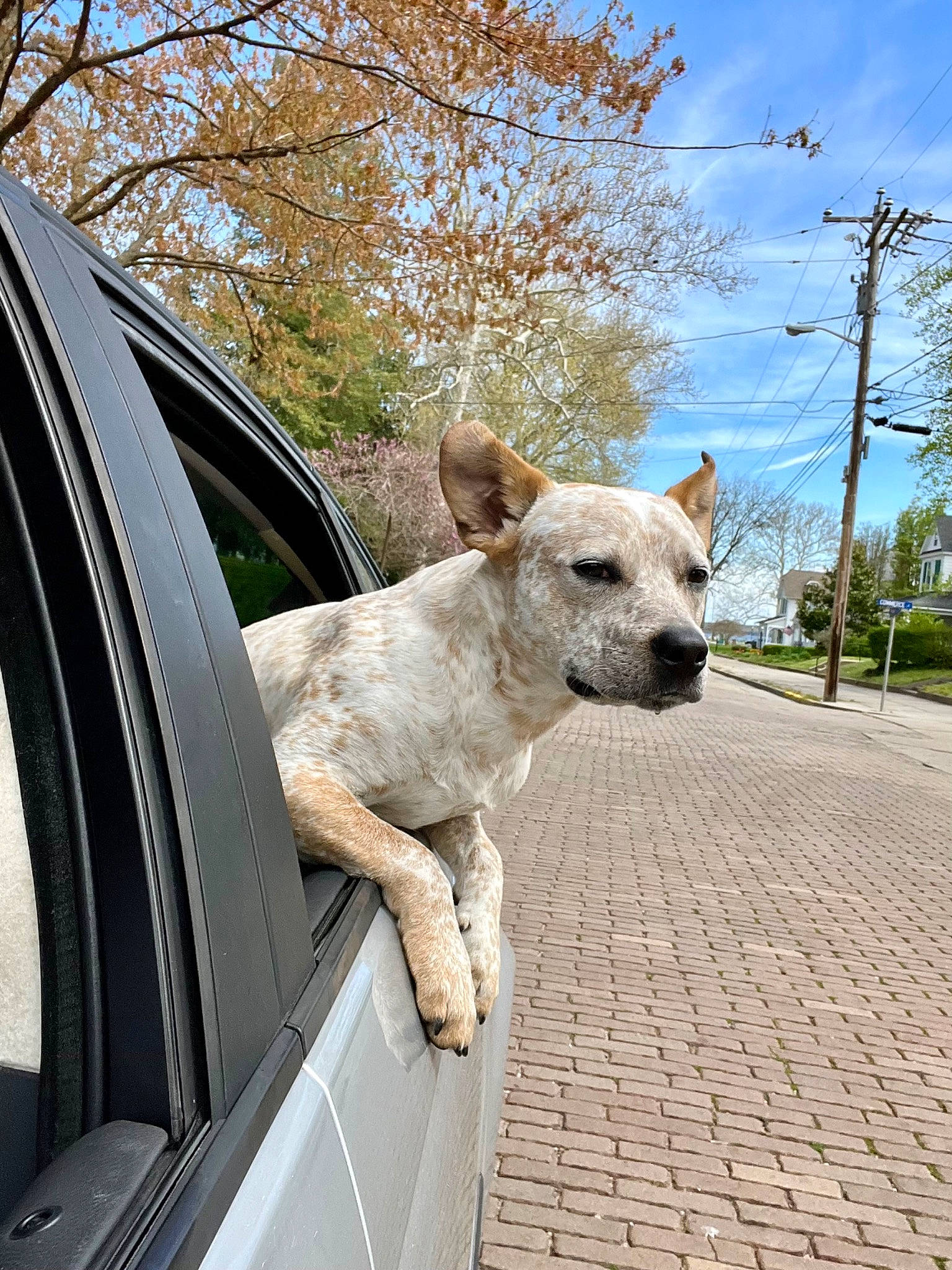 Clifford is registered to the contest to win money with this photo: automotive_mirror, car, carnivore, cloud, collar, companion_dog, dog, dog_breed, fawn, fender, hood, motor_vehicle, plant, sky, snout, tints_and_shades, tree, vehicle, vehicle_door, whiskers