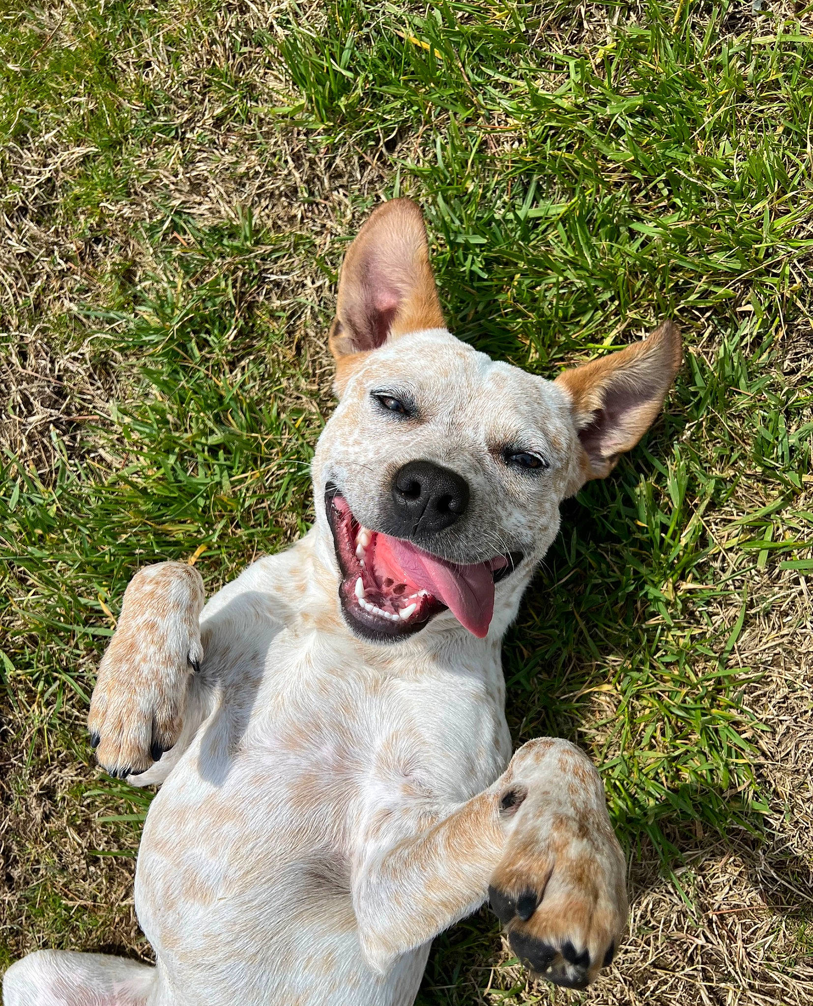 Clifford joined the competition — help win amazing prizes! ancient_dog_breeds, biting, canidae, carnivore, collar, companion_dog, dog, dog_breed, dog_collar, fang, fawn, grass, non_sporting_group, sporting_group, tail, terrestrial_animal, whiskers, working_animal