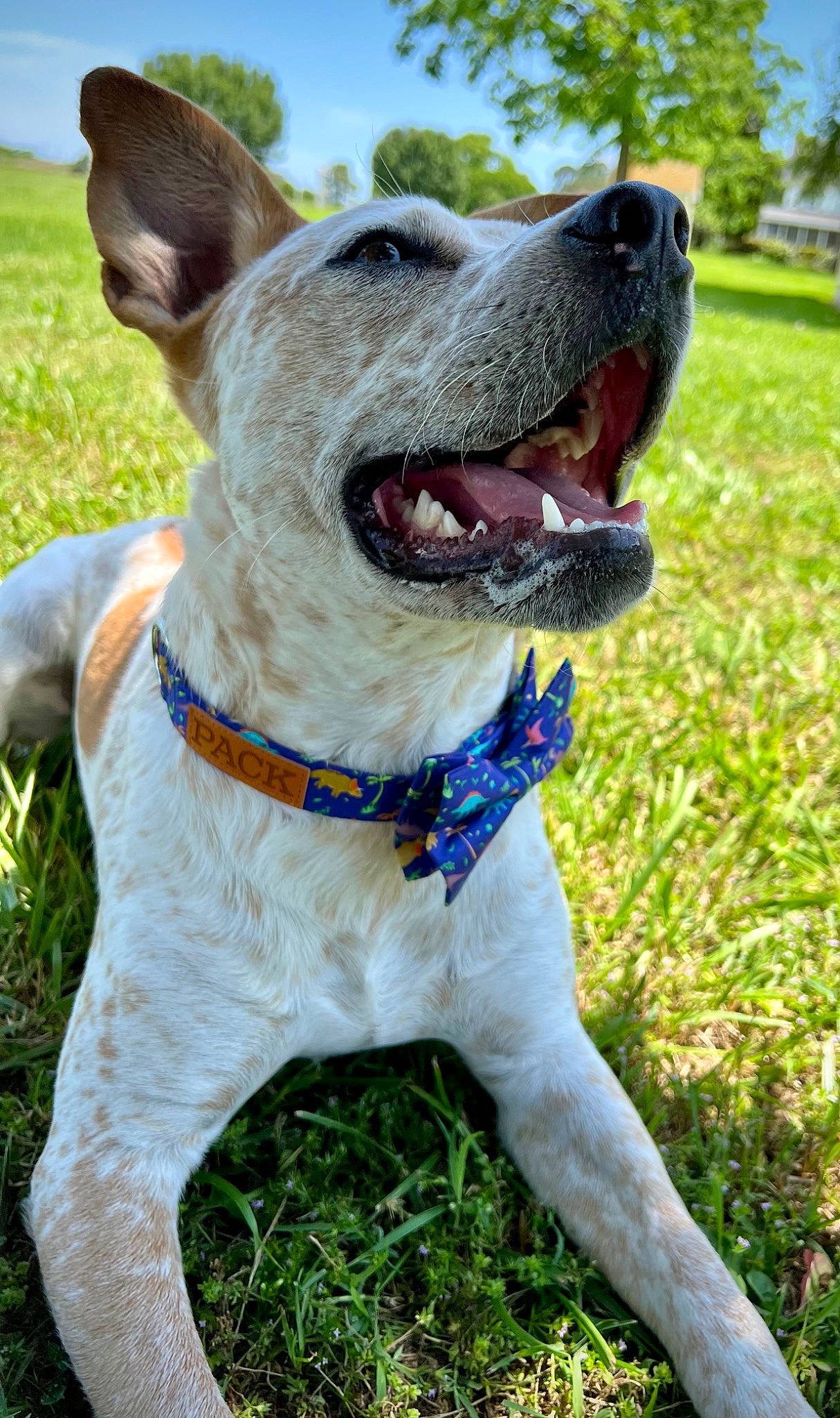 Clifford joined the competition — help win amazing prizes! canidae, carnivore, collar, companion_dog, dog, dog_breed, dog_collar, dog_supply, fashion_accessory, fawn, grass, guard_dog, leash, pet_supply, plant, pointing_breed, sky, sporting_group, whiskers, working_animal