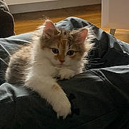 Pixi joined the competition — help win amazing prizes! kitten, cat, feline, indoor, pet, fur, cute, animal, mammal, whiskers, paw, relaxed, resting, soft, young, curious, domestic, cozy, warm, lying_down