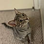 Kai is registered to the contest to win money with this photo: animal, attention, blurred_background, carpet, cat, closeup, curious, cute, domestic, ears, feline, green_eyes, indoor, looking_up, pet, sitting, soft_light, striped, tabby, whiskers