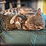 Kai is registered to the contest to win money with this photo: affection, animal, bed, cat, closeup, companionship, cozy, cute, domestic_cat, feline, fur, indoor, paw, pet, quilted_blanket, resting, sleeping, snuggling, soft, tabby_cat