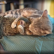 Kai is registered to the contest to win money with this photo: affection, animal, bed, cat, closeup, companionship, cozy, cute, domestic_cat, feline, fur, indoor, paw, pet, quilted_blanket, resting, sleeping, snuggling, soft, tabby_cat
