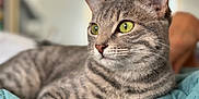 Kai joined the competition — help win amazing prizes! animal, blanket, cat, close_up, cute, domestic_cat, feline, focus, fur, gray, green_eyes, indoor, pet, portrait, quilted, relaxed, resting, soft_background, tabby, whiskers