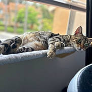 Willow is registered to the contest to win money with this photo: cat, tabby_cat, window, indoor, pet, relaxed, feline, green_eyes, fur, animal, cozy, sunlight, blurred_background, resting, paw, ears, whiskers, looking_outside, window_perch, domestic_animal