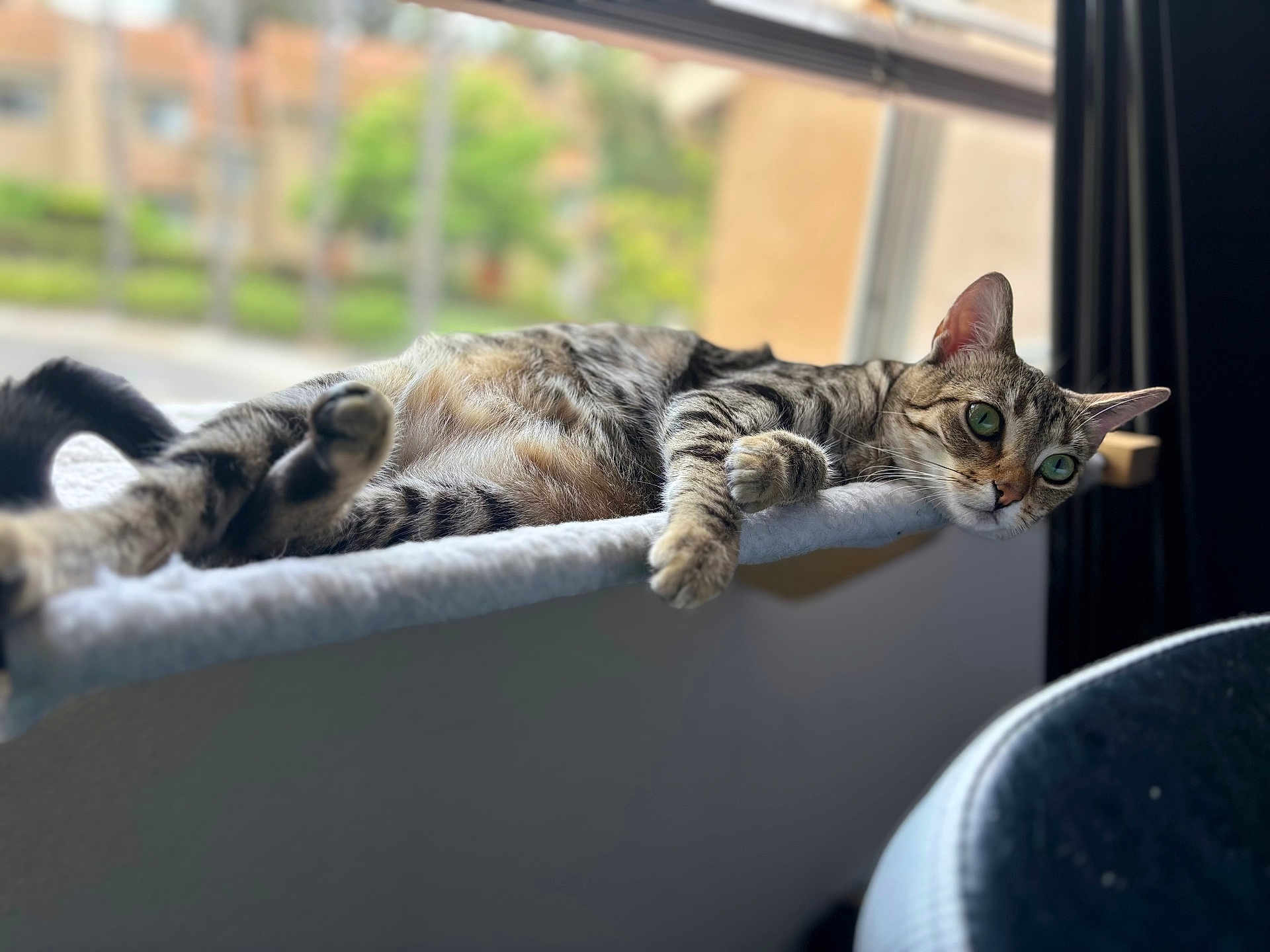 Willow