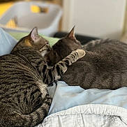 Willow is registered to the contest to win money with this photo: affection, animal, bed, blanket, cat, cats, comfort, companionship, cozy, cute, domestic_animal, feline, fur, gray_cat, indoor, pet, resting, sleeping, snuggling, tabby_cat