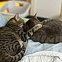 affection, animal, bed, blanket, cat, cats, comfort, companionship, cozy, cute, domestic_animal, feline, fur, gray_cat, indoor, pet, resting, sleeping, snuggling, tabby_cat