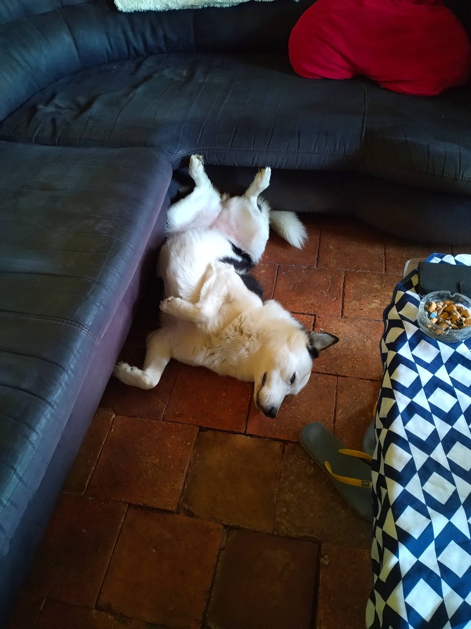 Happy a rejoint le concours — aidez-le/la à gagner de superbes lots ! carnivore, comfort, companion_dog, couch, dog, dog_breed, fawn, felidae, floor, flooring, hardwood, living_room, pillow, small_to_medium_sized_cats, sporting_group, tail, toy_dog, vertebrate, whiskers, wood