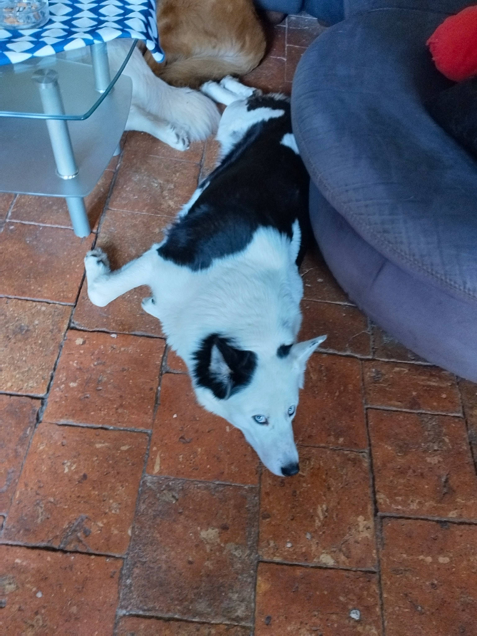 Happy participe au concours pour gagner de l'argent avec cette photo : carnivore, chair, companion_dog, dog, dog_breed, dog_supply, fawn, floor, flooring, fur, human_leg, mammal, photograph, snout, sporting_group, tail, terrestrial_animal, vertebrate, whiskers, working_animal