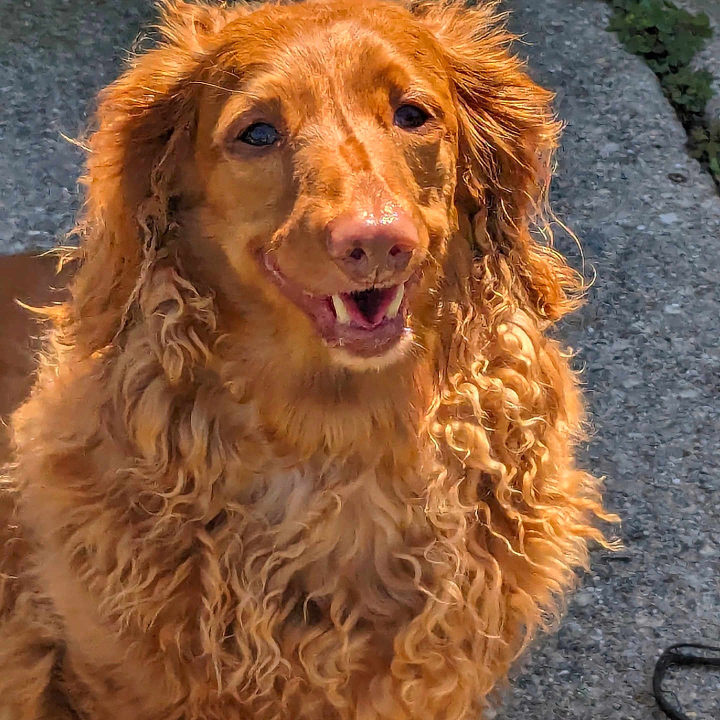 Brittle is registered to the contest to win money with this photo: airedale, animal, bodypart, canine, cockerspaniel, dog, flagstone, goldenretriever, hound, leash, mouth, path, person, pet, poodle, puppy, terrier, tongue, walkway