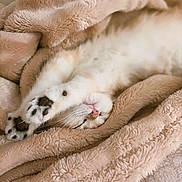 Alya participe au concours pour gagner de l'argent avec cette photo : animal, blanket, cat, closeup, comfort, cozy, cute, feline, fur, indoor, nap, paws, pet, pink_nose, relaxed, resting, sleeping, soft_texture, warm, whiskers