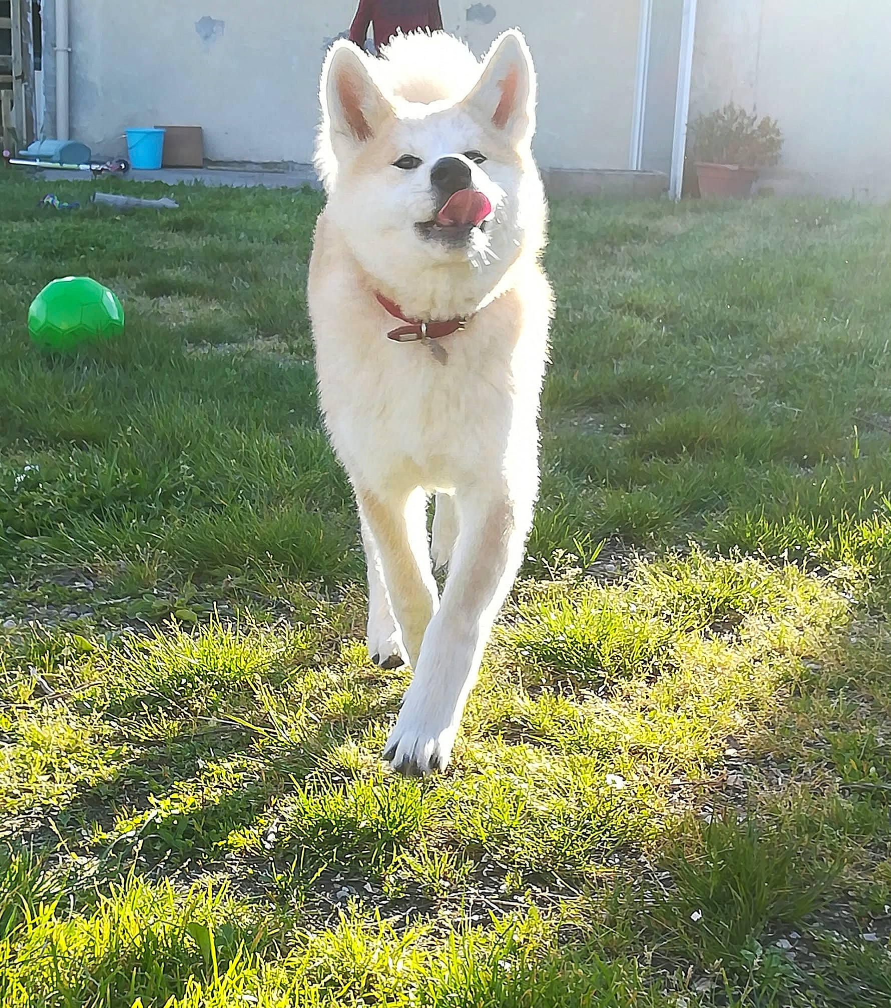 Orya a rejoint le concours — aidez-le/la à gagner de superbes lots ! akita, akita_inu, berger_blanc_suisse, canaan_dog, canidae, carnivore, dog, dog_breed, grass, hokkaido, kintamani, kishu, korean_jindo_dog, mammal, norwegian_buhund, pungsan_dog, siberian_husky, vertebrate, white_shepherd, working_dog