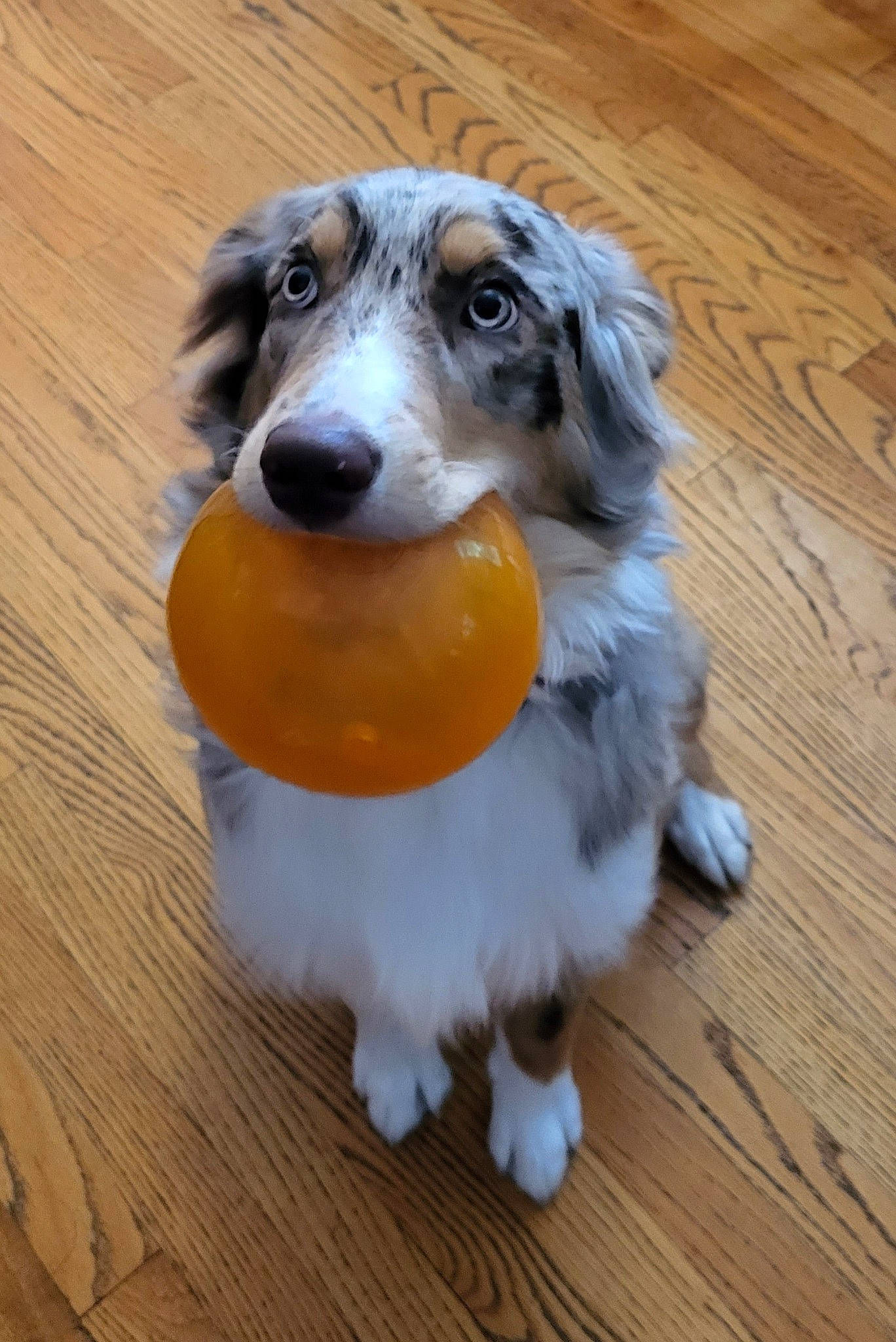 Guinness joined the competition — help win amazing prizes! canidae, carnivore, companion_dog, dog, dog_breed, flooring, fur, hardwood, plank, snout, sporting_group, terrestrial_animal, varnish, whiskers, wood, wood_flooring, wood_stain, working_animal, working_dog