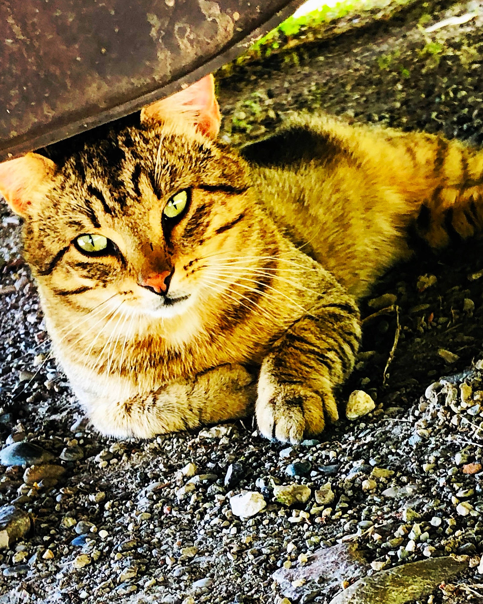 Tigrou