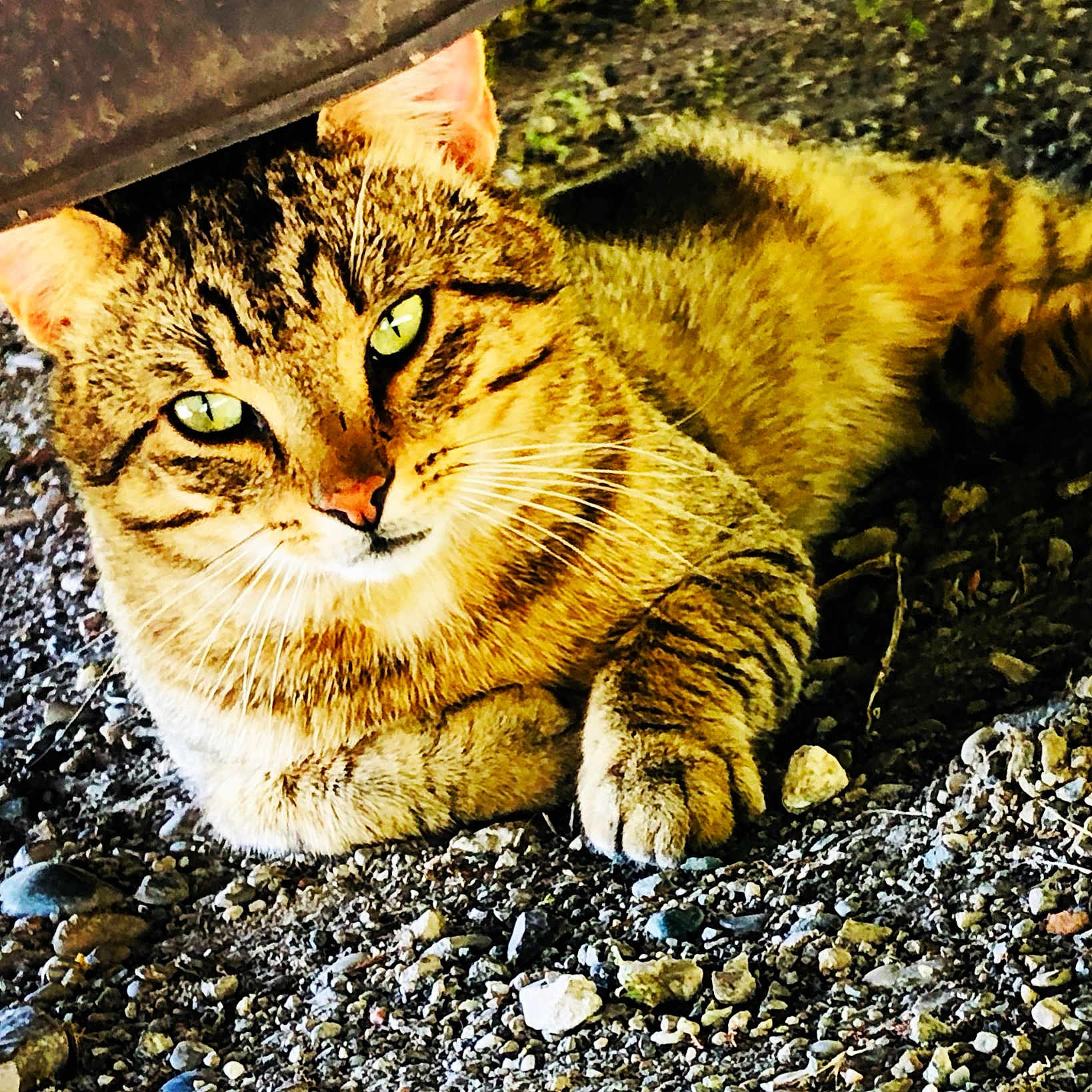Tigrou