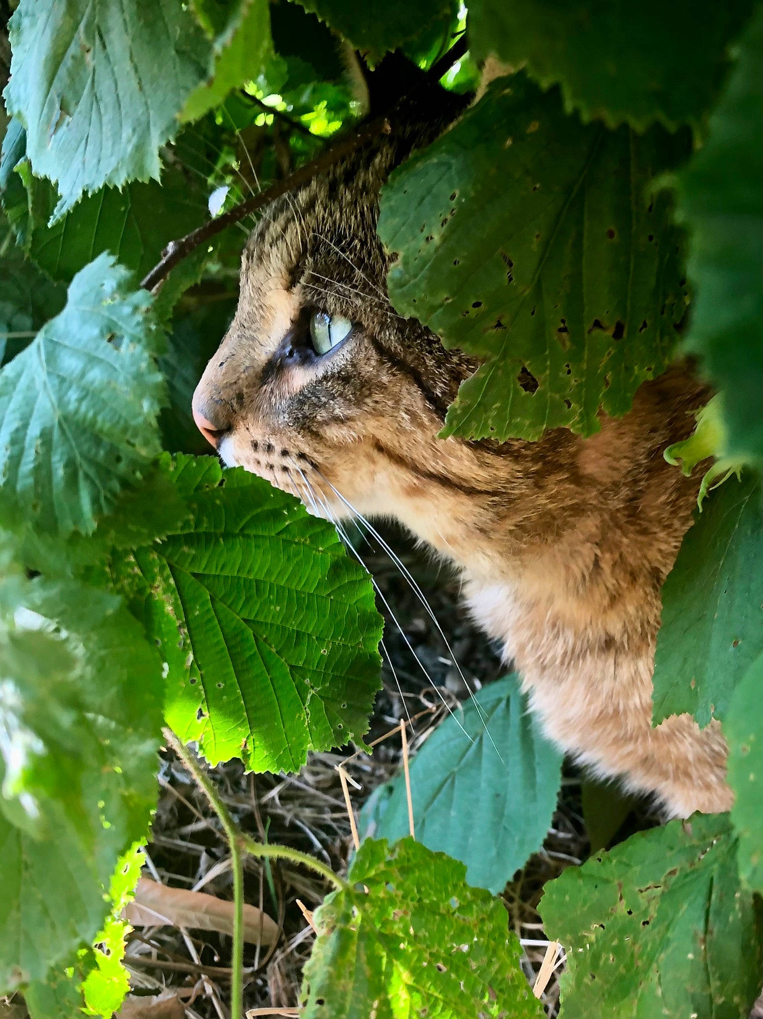 Tigrou