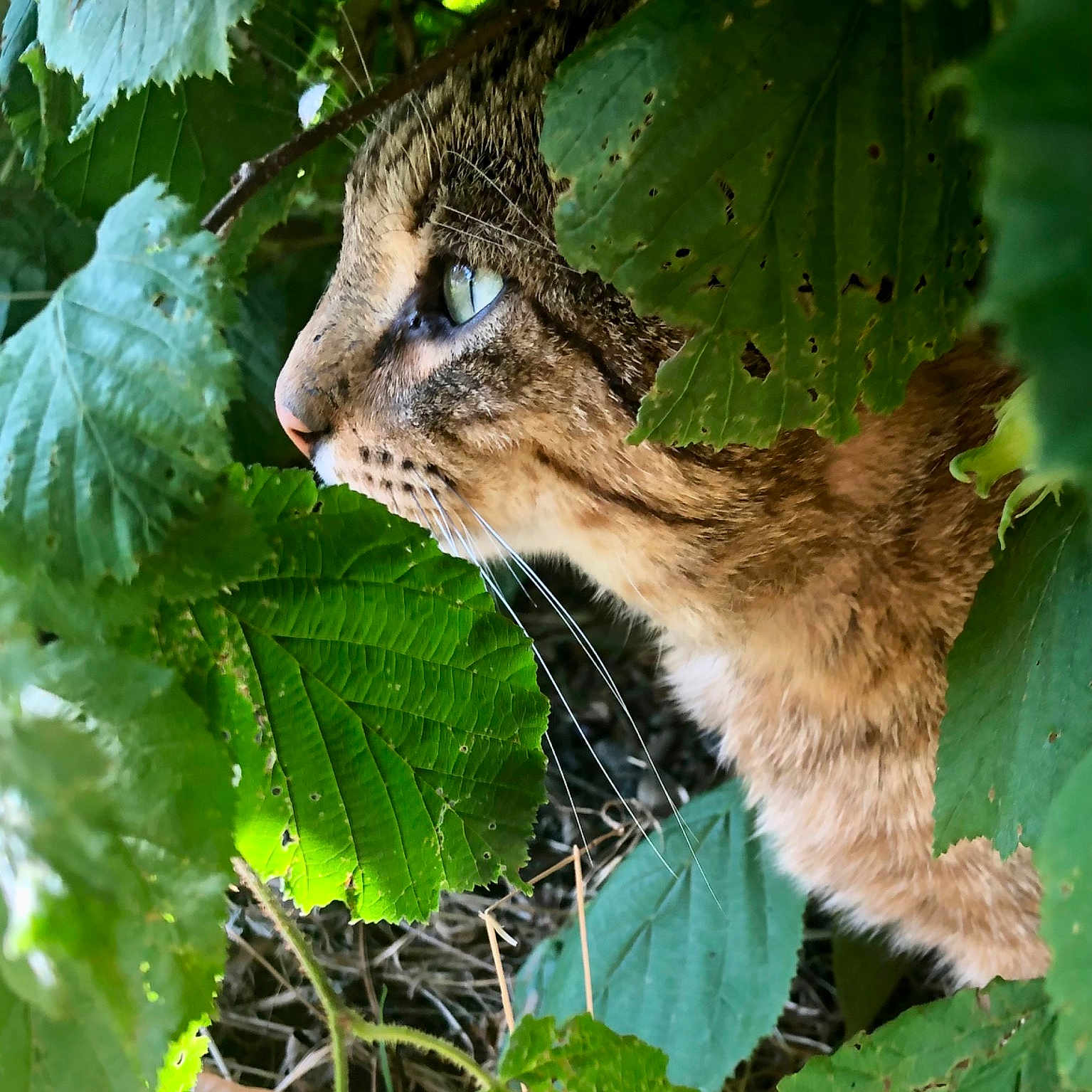 Tigrou