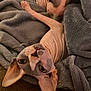 animal, blanket, brown, cat, closeup, companion, cozy, cute, domestic_animal, furless, gray, hairless_cat, indoor, pet, relaxing, resting, sleeping, snuggling, soft_texture, sphynx_cat