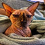animal, blanket, bulldog, canine, cat, dog, frenchbulldog, pet, pitbull, puppy, quilt, snout