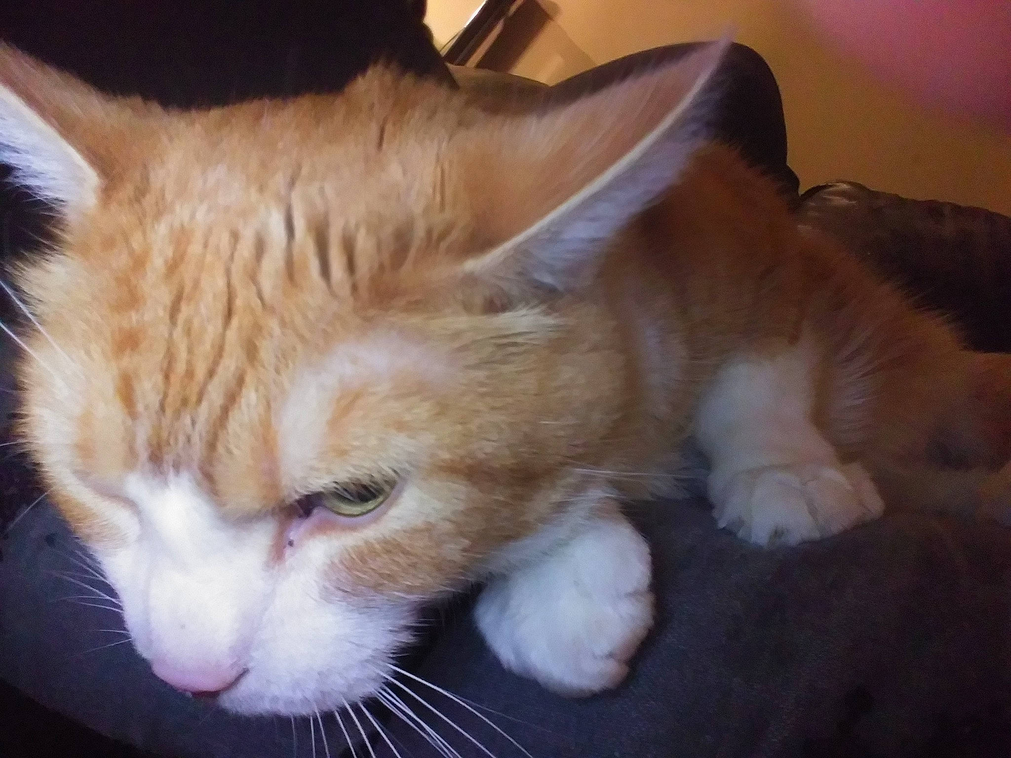 Kip joined the competition — help win amazing prizes! aegean_cat, carnivore, cat, claw, ear, european_shorthair, eye, fawn, felidae, fur, iris, kitten, mammal, norwegian_forest_cat, nose, polydactyl_cat, small_to_medium_sized_cats, tabby_cat, vertebrate, whiskers