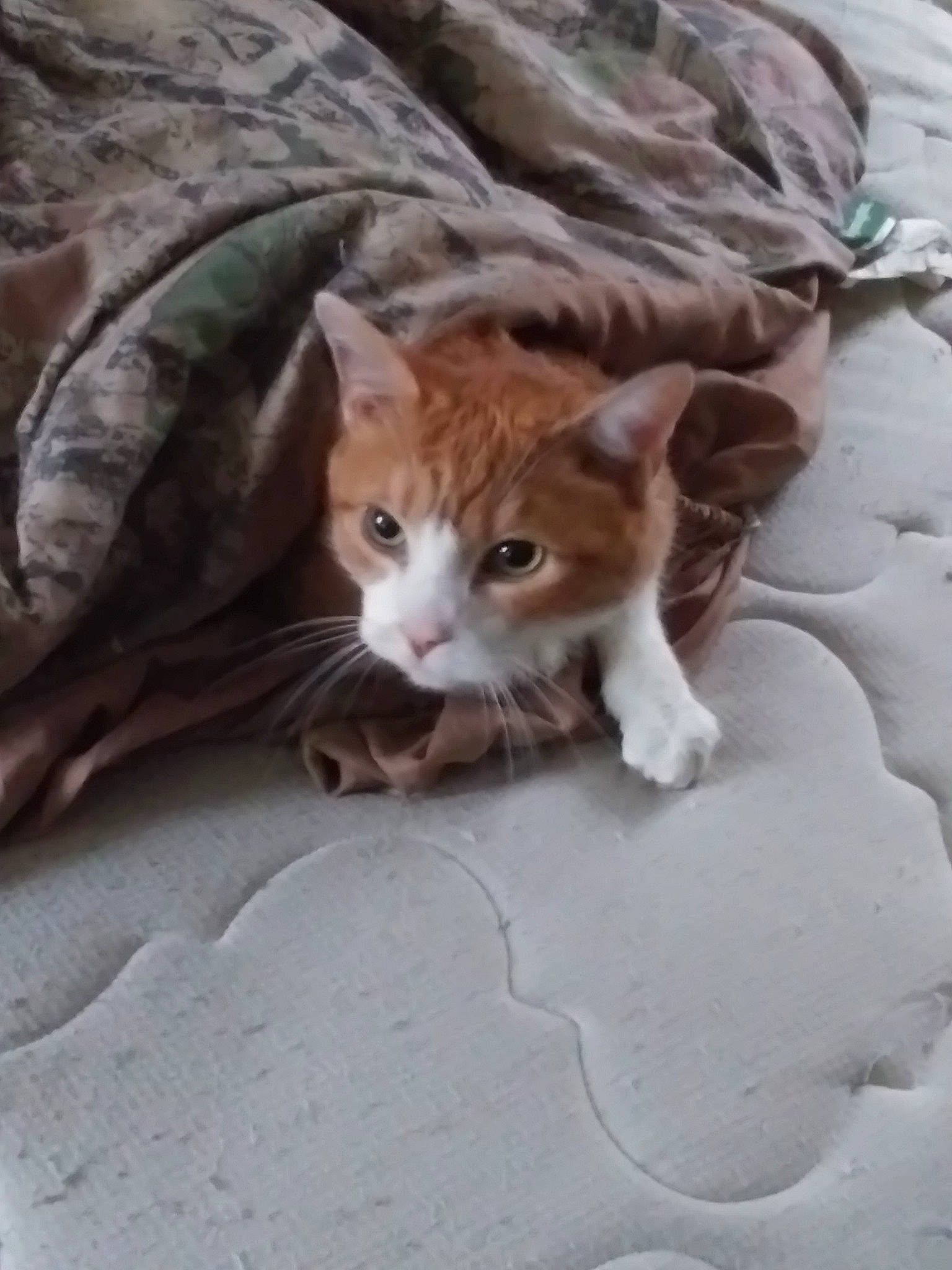 Kip joined the competition — help win amazing prizes! aegean_cat, arabian_mau, carnivore, cat, domestic_short_haired_cat, european_shorthair, fawn, felidae, german_rex, kitten, small_to_medium_sized_cats, tabby_cat, whiskers