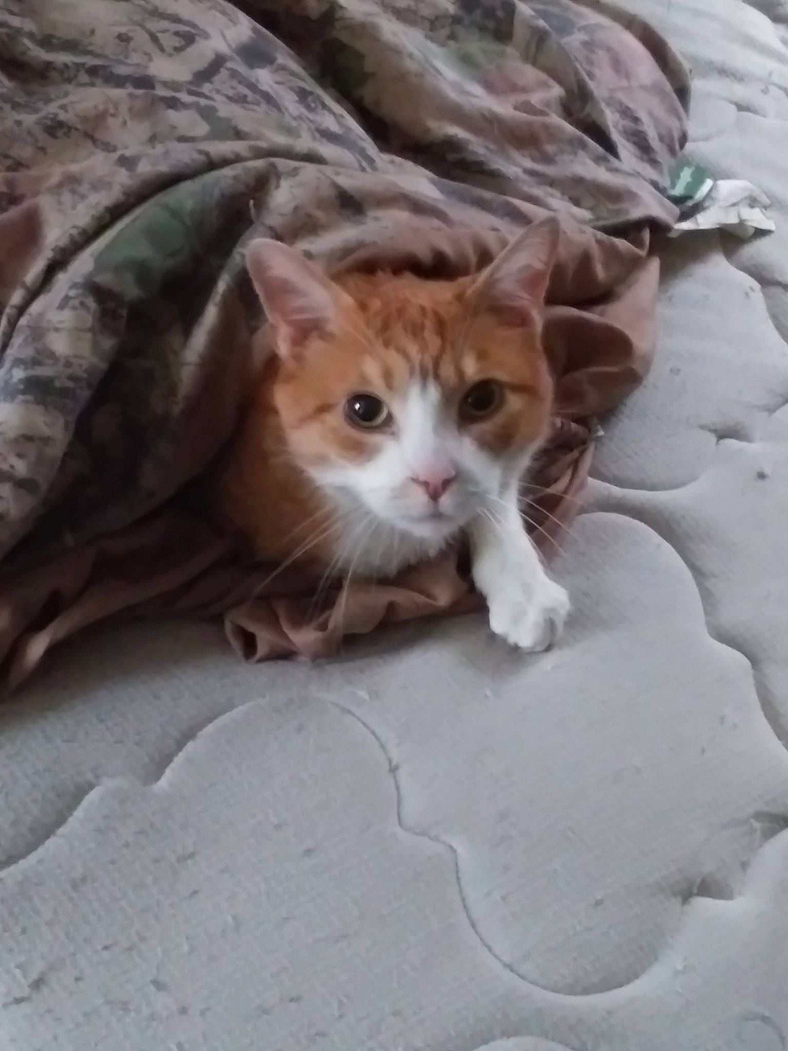 Kip is registered to the contest to win money with this photo: aegean_cat, arabian_mau, carnivore, cat, domestic_short_haired_cat, european_shorthair, eye, fawn, felidae, kitten, munchkin, small_to_medium_sized_cats, tabby_cat, whiskers