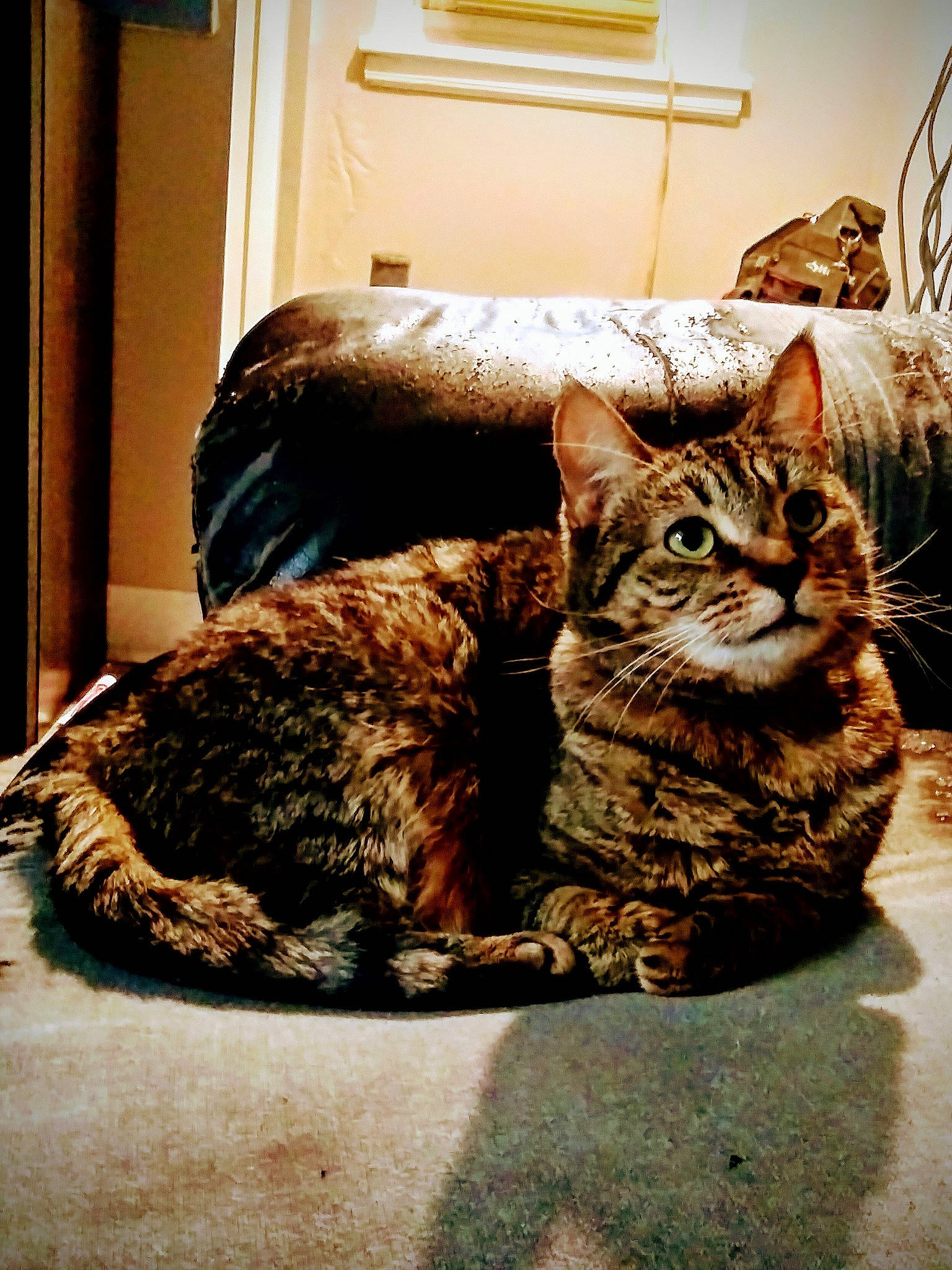 Kitana joined the competition — help win amazing prizes! american_shorthair, asian, bengal, california_spangled, carnivore, cat, domestic_short_haired_cat, dragon_li, egyptian_mau, european_shorthair, felidae, fur, kitten, mammal, ocicat, small_to_medium_sized_cats, tabby_cat, toyger, whiskers, wild_cat