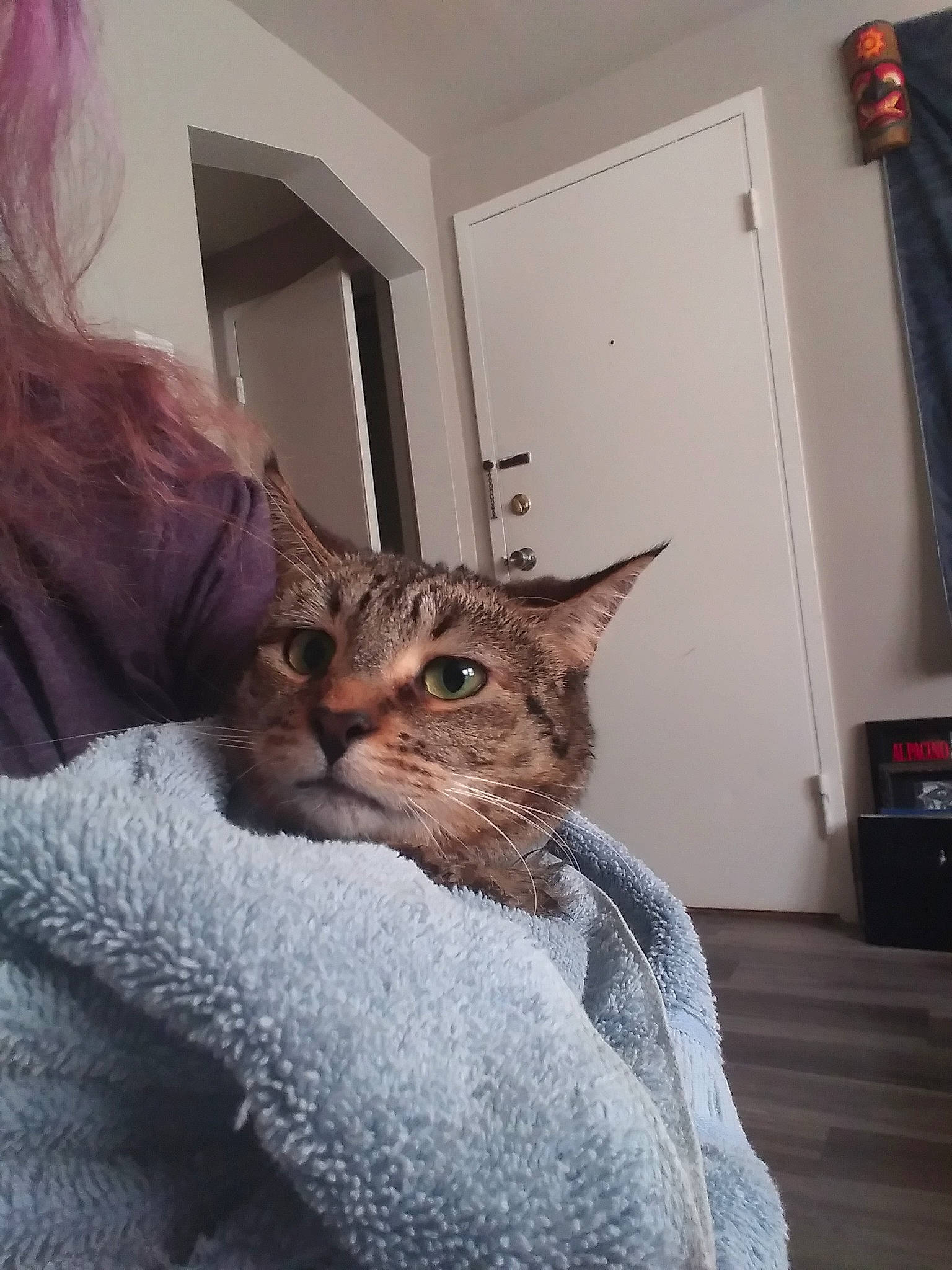 Kitana is registered to the contest to win money with this photo: asian, california_spangled, carnivore, cat, chausie, domestic_short_haired_cat, dragon_li, egyptian_mau, european_shorthair, eye, felidae, fur, german_rex, mammal, pixie_bob, small_to_medium_sized_cats, snout, tabby_cat, vertebrate, whiskers