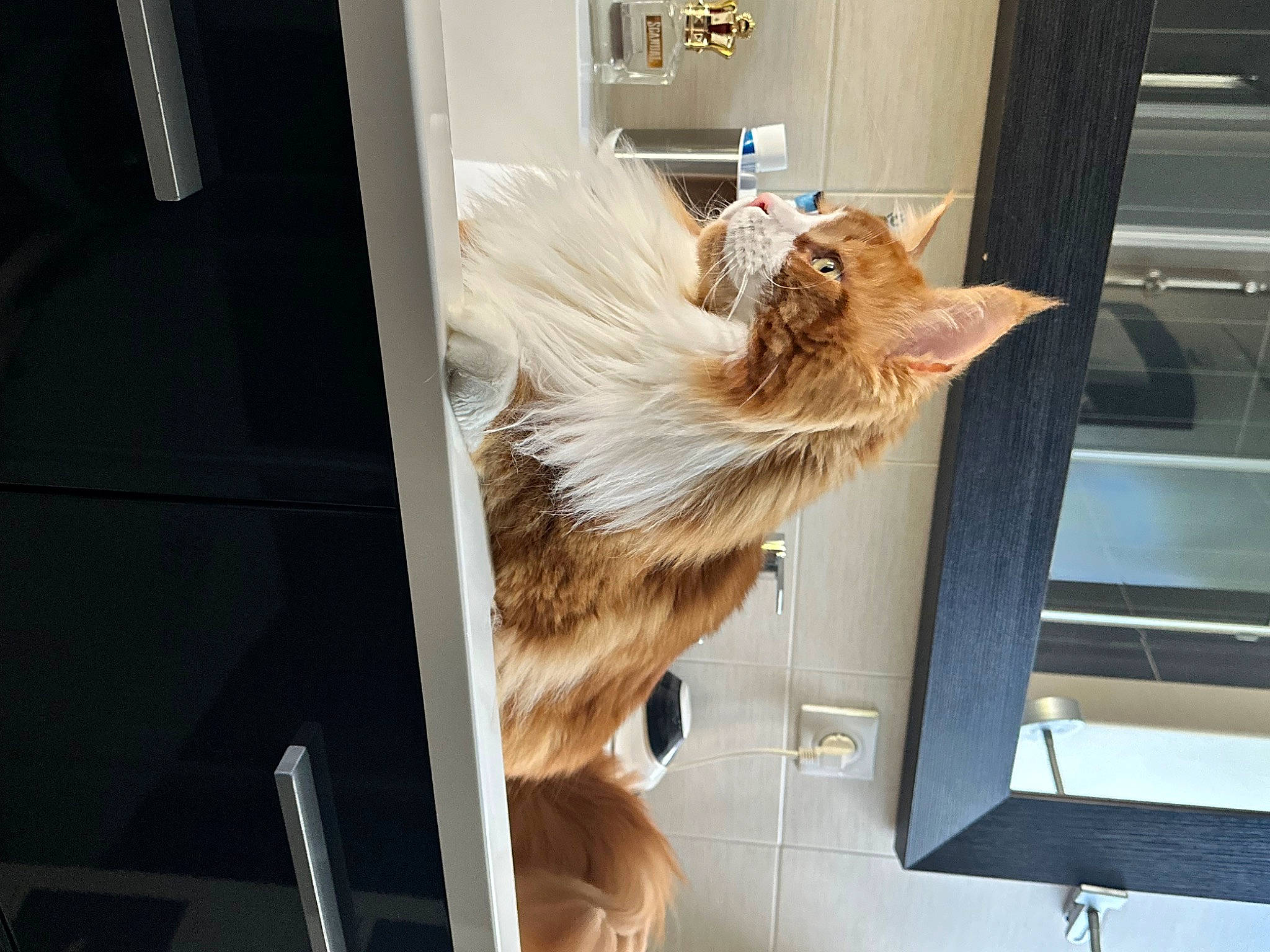 Plume a rejoint le concours — aidez-le/la à gagner de superbes lots ! canidae, carnivore, cat, claw, companion_dog, fawn, felidae, fur, room, small_to_medium_sized_cats, sporting_group, tail, vehicle, vehicle_door, whiskers, window, wood